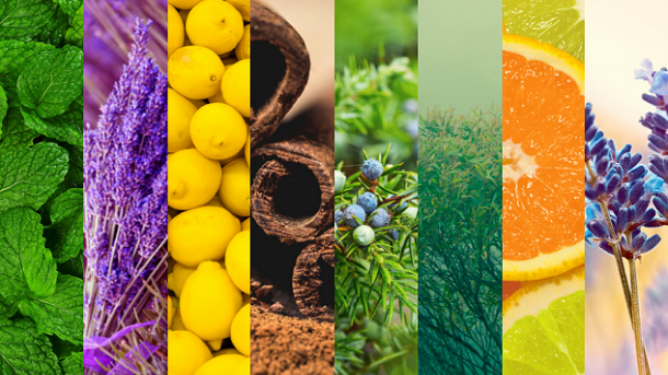 pictures of plants that essential oils are derived from such as lemon and cinnamon.