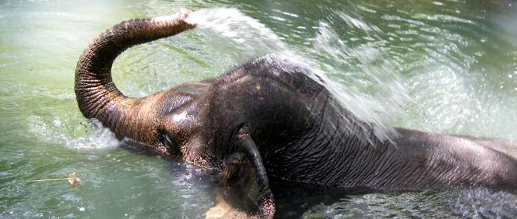 elephant swimming in water
